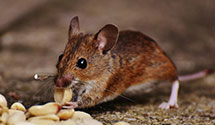 24 Hour & Emergency Exterminators in Ewaterfrd, PA